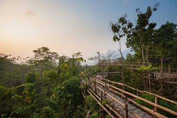 Fototapeta na wymiar Bamboo walkway in the jungle