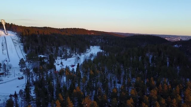 Winter forest panorama