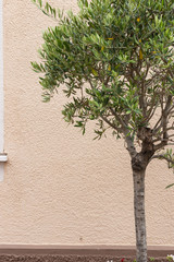 olive tree and branch leaf on house facade