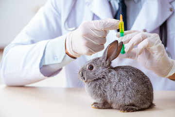 Vet doctor checking up rabbit in his clinic
