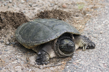 Obraz premium Nesting Common Snapping Turtle