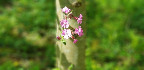 pink flowers 