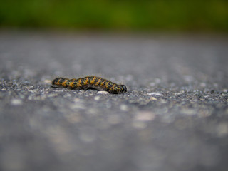 Larva Crossing the Road
