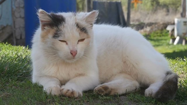 Chipped old domestic cat lying on the grass and sleeps