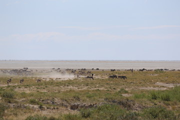 Fototapeta premium namibie