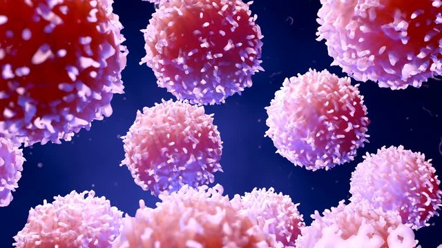 Cancer Cells, t cells or lymphocytes in motion