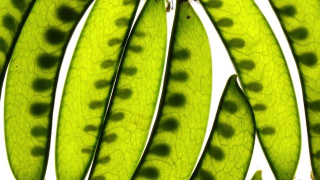 Beautiful fresh young pods of green peas rotating on white background in 4K. Super closeup top view of delicious organic food from the garden for vegetable salad and other healthy dish.
