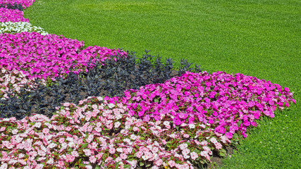 Green lawn and flowers of various colors