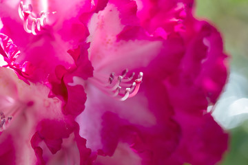 rhododendron