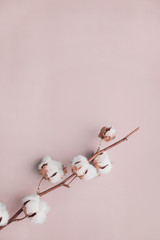 Cotton flower on pastel pale pink background. Minimalism flat lay composition for bloggers, artists, social media,  magazines. Copyspace, vertical