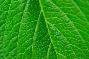 Macro texture of rain droplets on green summer leaf surface