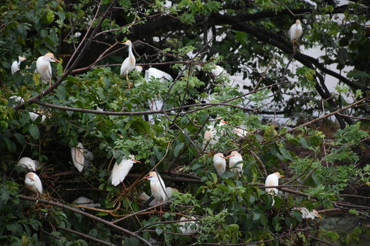  herons