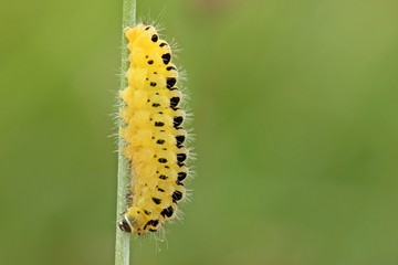 Raupe des Sechsfleck-Widderchens (Zygaena filipendulae) kurz vor der Verpuppung