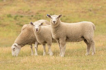 Mignon bébé mouton sur champ d& 39 herbe sèche, animal de ferme