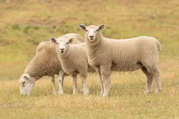 Foto op Plexiglas Schattige baby schapen over droog grasveld, landbouwhuisdieren © pranodhm