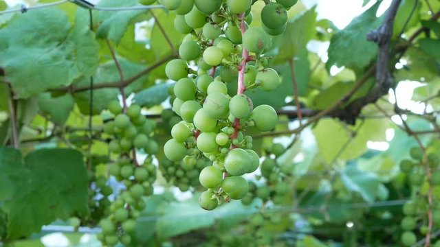 Zoom out footage of young green grape on grapevine in farm.
