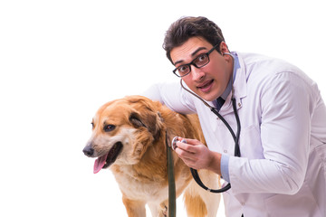 Fototapeta na wymiar Vet doctor examining golden retriever dog isolated on white