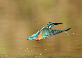 カワセミの水浴び