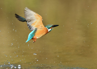 カワセミの水浴び