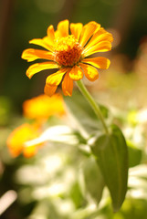 Yellow flower