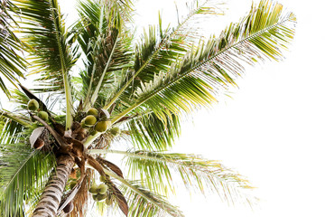 Obraz premium Coconut tree. Tropics. Fruits of coconut. Coconut tree on the sky background