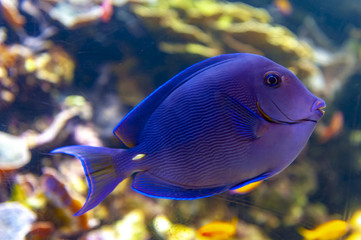 Blue tang (Acanthurus coeruleus), a surgeonfish or Atlantic blue tang, blue barber, blue doctor,...
