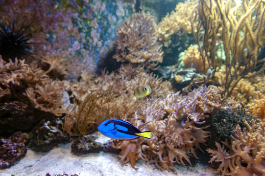 Regal blue tang, palette surgeonfish, or hippo tang, an Indo-Pacific surgeonfish of Paracanthurus hepatus species with bright blue coloring, oval body and yellow flag-shaped tails