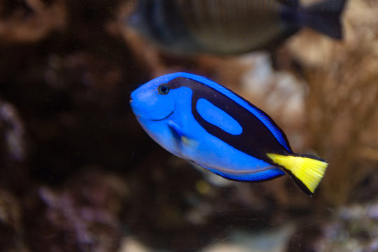 Regal blue tang, palette surgeonfish, or hippo tang, an Indo-Pacific surgeonfish of Paracanthurus hepatus species with bright blue coloring, oval body and yellow flag-shaped tails