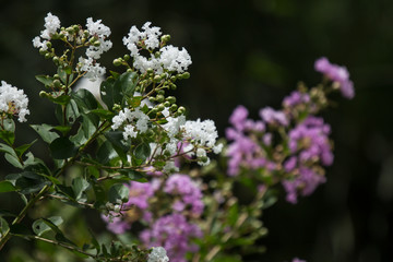 Close up Pink mix white Tabebuia rosea blossom