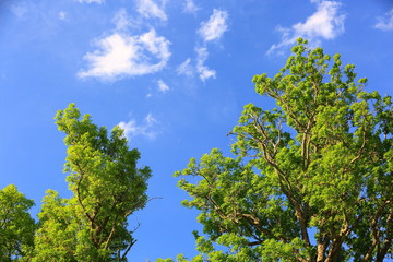 Gorgeous view of green crowns of big high trees on blue sky with white clouds background. Beautiful nature background.