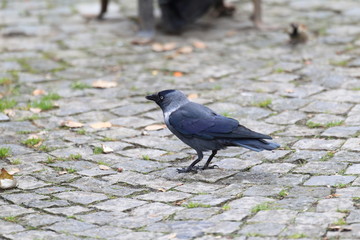 Western Jackdaw (Corvus monedula) in Turkey