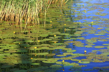 Beautiful view of dark blue lake water with water lilies and green sedge on sunset. Gorgeous nature landscape background.