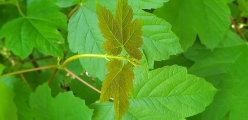 two different coloured leaves 