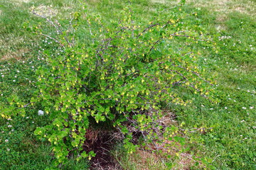 Close up view of green gooseberry bush isolated. Beautiful nature background.