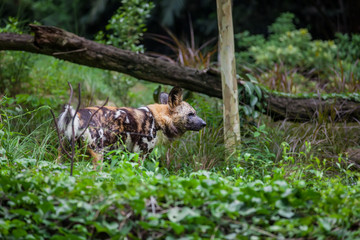 African painted Wild dog