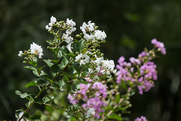 Close up Pink mix white Tabebuia rosea blossom