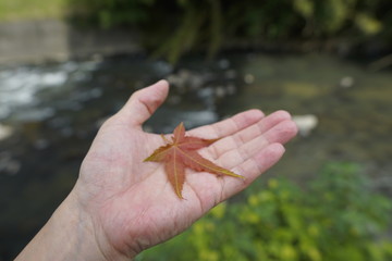 紅葉の葉