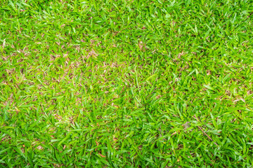 green grass natural background texture