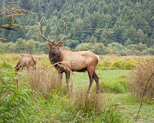 Fototapeta premium Bull Elk