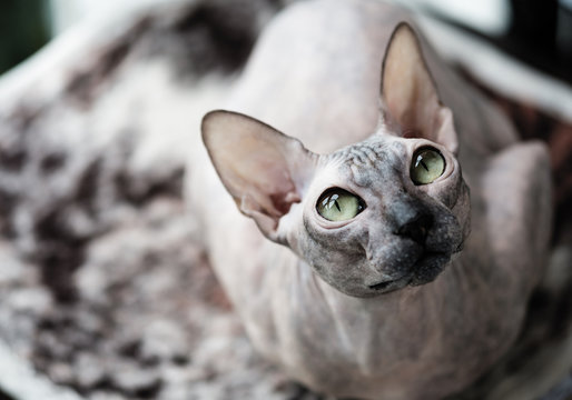Сколько живут сфинксы кошки