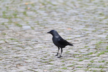 Western Jackdaw (Corvus monedula) in Turkey