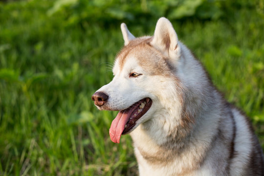 Close-up image of attentive dog breed siberian husky in the forest on a sunny day. Profile Portrait of serious husky dog on green grass background