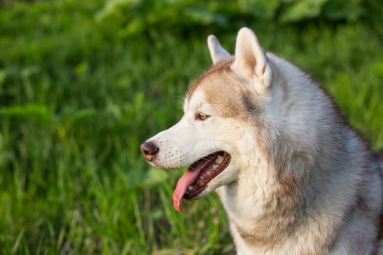 Close-up image of waiting dog breed siberian husky in the forest on a sunny day. Portrait of attentive husky dog on green grass background