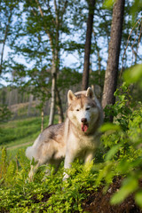 Obraz premium Portrait of gorgeous dog breed Siberian husky standing on the hill in the forest in the summer season at sunset on the trees background