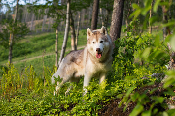 Portrait of beautiful dog breed Siberian husky standing on the hill in the green grass in the summer season at sunset on the trees background