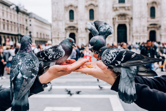 Pigeons eat on the palms.