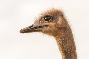 Ostrich Portrait