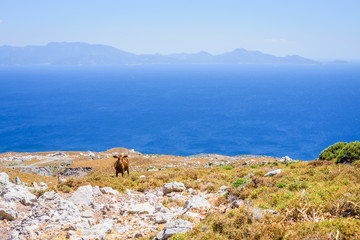 Fototapeta na wymiar Wild goats on the Greek blue coast roam on a warm summer day in a natural landscape with wild herbs similar to Crete in the barren brown mountains