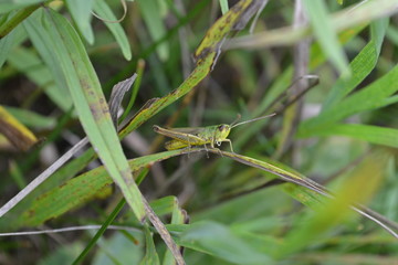 grasshopper