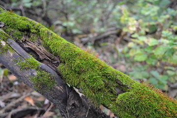 moss at forest